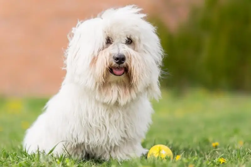 Small Dog Breeds for Apartment Living - PD Insurance NZ